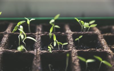 Em qual estágio sua igreja se encontra? Nível 4: Reprodução