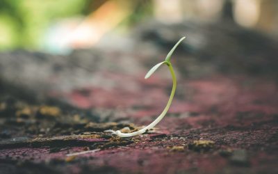 Por que plantar igrejas?